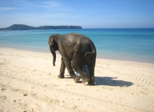 beach_elephant_phuket beach_elephant