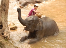 chaing_mai_maesa_elephant_camp elephant_camp
