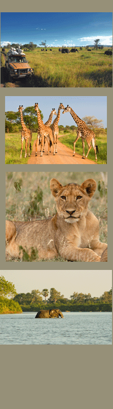 Holiday in Tanzania Safari - Cradle of Mankind Holiday in Tanzania Safari - Cradle of Mankind